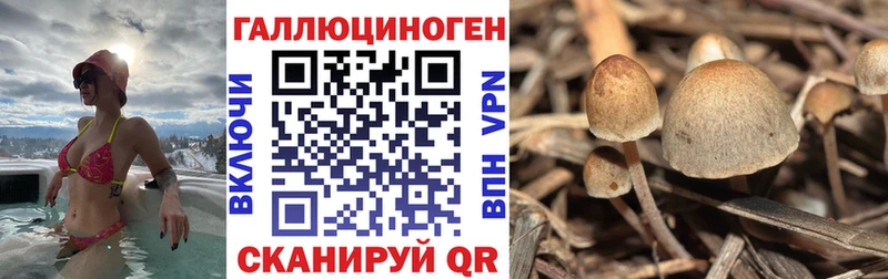 Псилоцибиновые грибы прущие грибы  где найти   Оренбург 